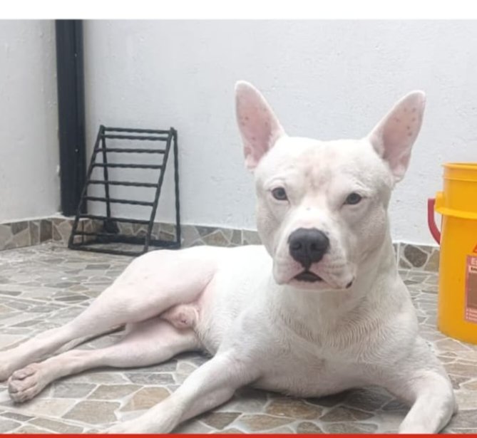 Última mascota reportada: Pancho